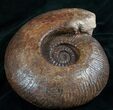 Large Hammatoceras Ammonite From France #7996-3